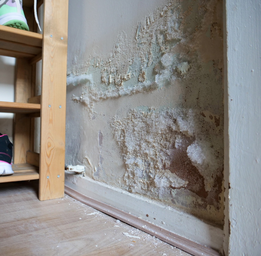 Fluffy white mould on internal wall inside of footwear storage c